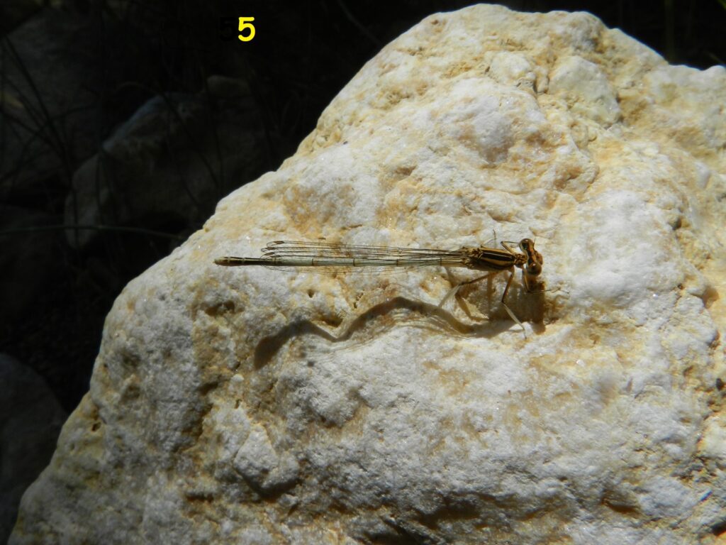 Platycnemis pennipes nitidula (θυληκό)