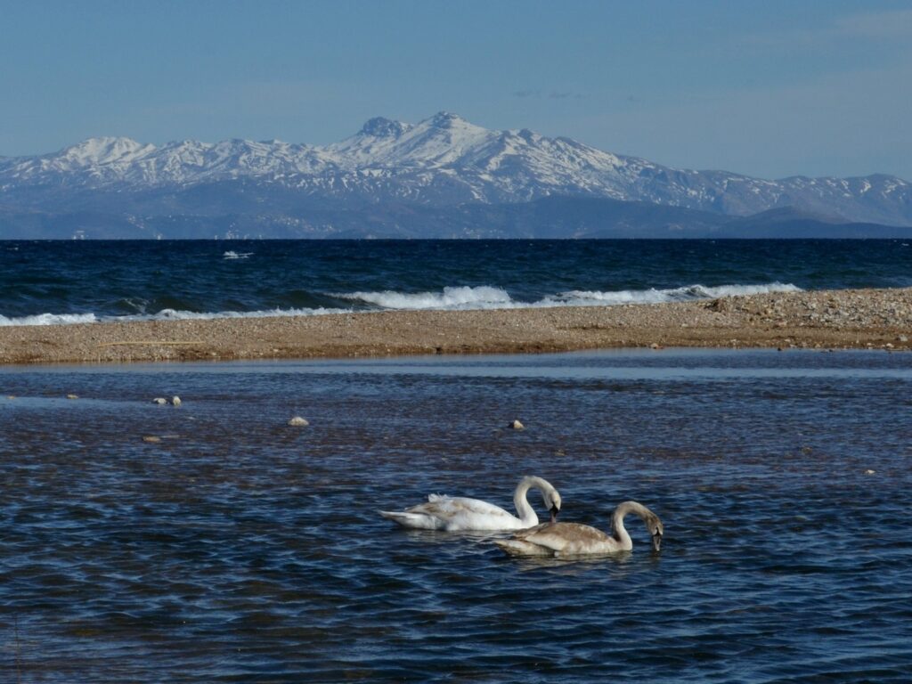 Swans at the estuary